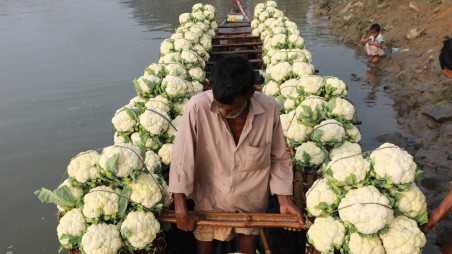 p3 story ctg vegetables festival photos 1